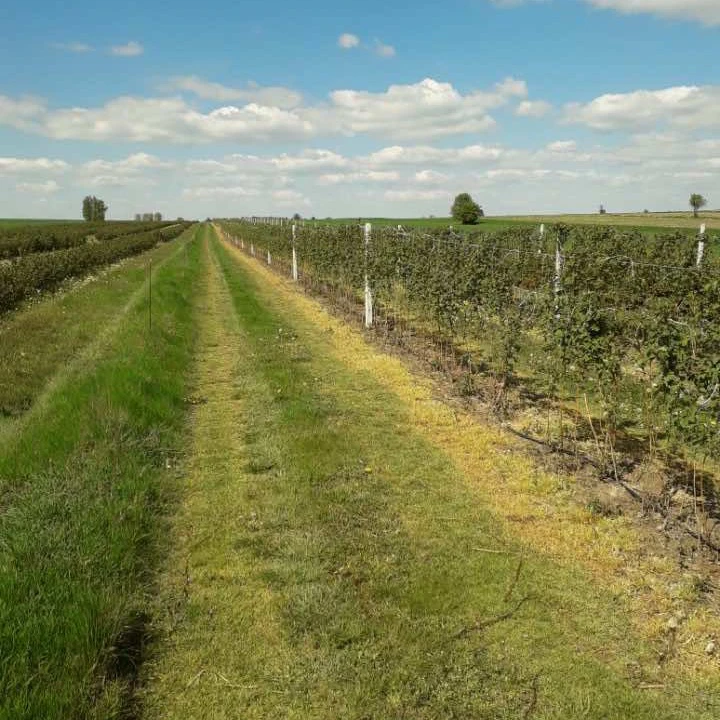 Czy warto zainwestować w tunel foliowy z betonowymi słupkami w uprawie roślin