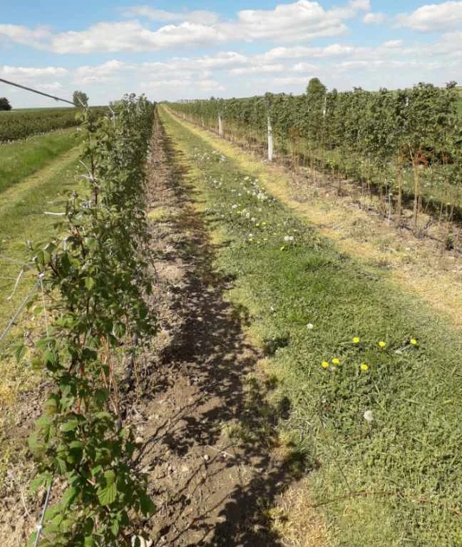 Do malin i winorośli