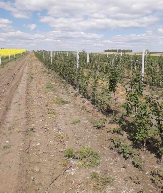 Do malin i winorośli