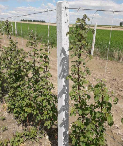 Do malin i winorośli