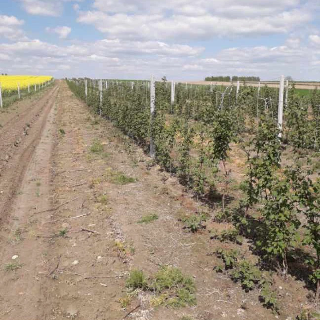 Słupki betonowe a łatwość montażu i konserwacji - poradnik dla właścicieli sadów