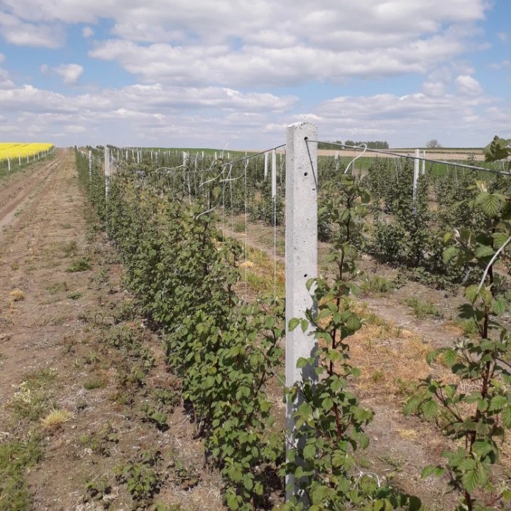 Słupki betonowe a łatwość montażu i konserwacji - poradnik dla właścicieli sadów
