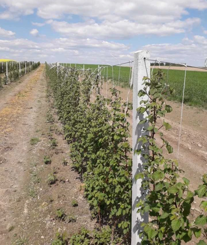 Słupki betonowe do malin i  winorośli