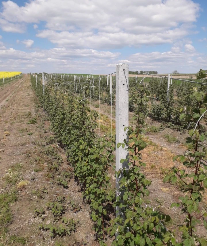 Słupki betonowe do malin i  winorośli