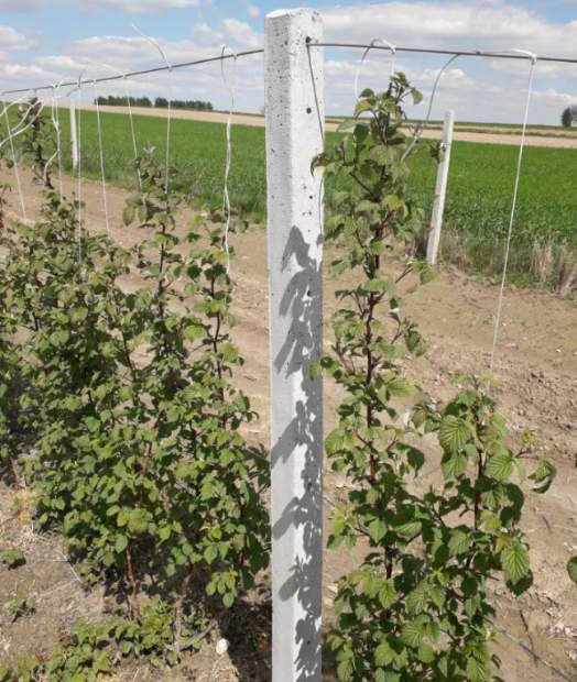 Słupki betonowe do malin i  winorośli