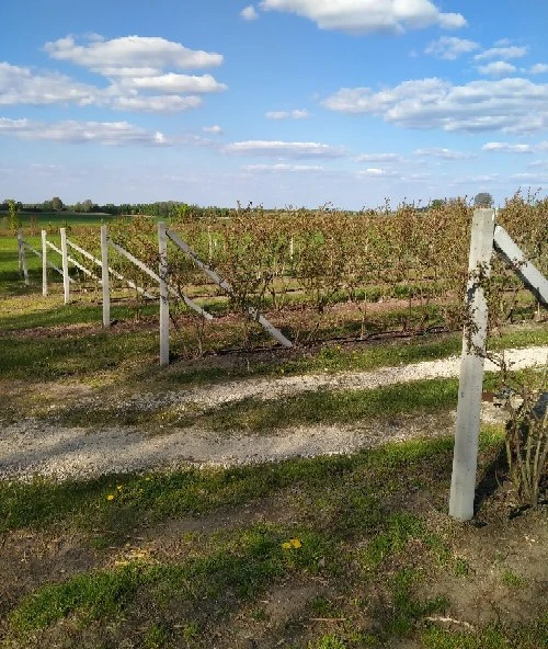 Słupki betonowe do szpaleru, sadu