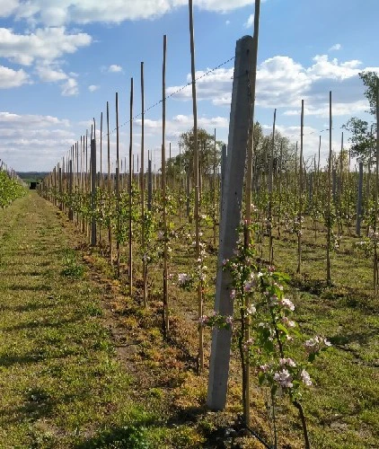 Słupki betonowe do szpaleru, sadu