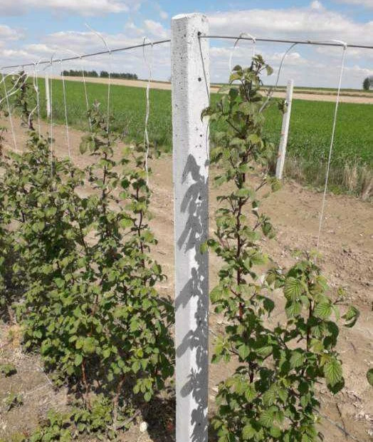 Słupki betonowe do szpaleru, sadu